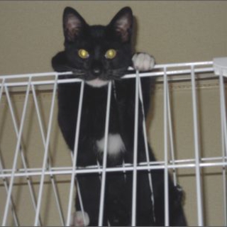 ■近所の野良猫■パート①