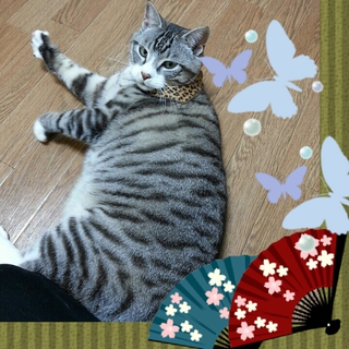 新しい家族が決まりました！！ありがとうございます！