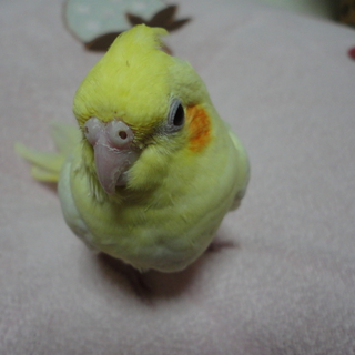 急募　白オカメインコ里親募集