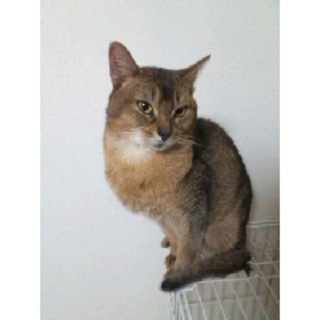 アビシニアン成猫　里親募集