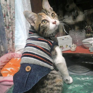 三毛猫の甘えん坊ちゃんです。