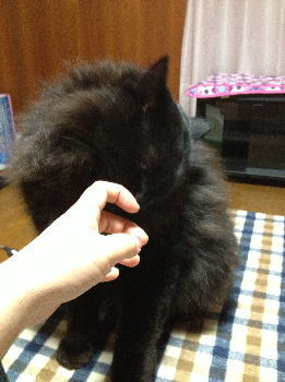ふみくん 黒猫 長毛 オ 岐阜県 猫の里親募集 ペットのおうち 月間利用者150万人