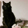 黒長毛猫のハルさん　男の仔　人馴れバツグンです サムネイル3