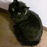 黒長毛猫のハルさん　男の仔　人馴れバツグンです サムネイル5