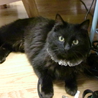 黒長毛猫のハルさん　男の仔　人馴れバツグンです サムネイル4