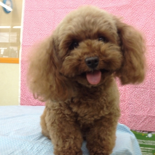 幸せなパートナー募集！！