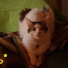 ねこ親さん募集中☆ サムネイル3