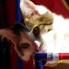 ねこ親さん募集中☆ サムネイル2