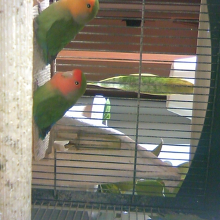 コザクラインコの里親募集