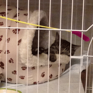 キジトラ８か月♂ナデナデ王子です。