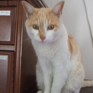 ８歳のハンサムな猫です