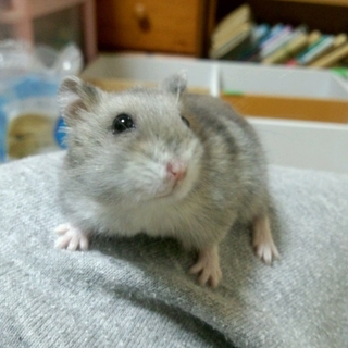 ジャンがリアンハムスターの里親募集！