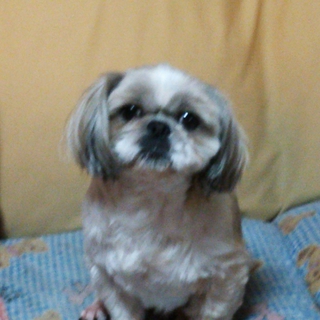 可愛がってください