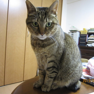 甘えん坊のゴンちゃん