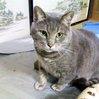 大きな安心癒し猫オス