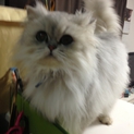 可愛いペルシャ猫ちゃんオスです