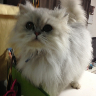 可愛いペルシャ猫ちゃんオスです