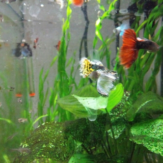 グッピーの子供達の里親募集