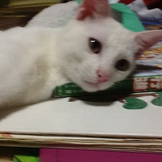 ありがとうございました