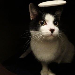 イケメンのはちわれ猫
