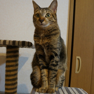 犬もＯＫ、仲良し兄妹１才（ミーシャ）