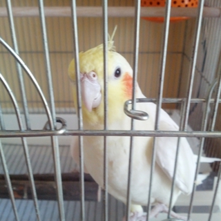 新しい家族が決まりました！ありがとうございました。