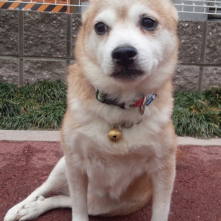 飼い主が亡くなって側を離れなかった子です