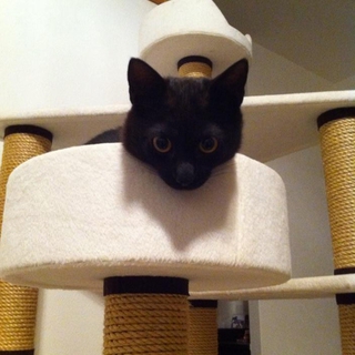 甘えん坊のかぎしっぽ黒猫くんです