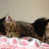 ハーフ仔猫　里親募集 サムネイル3