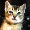 ハーフ仔猫　里親募集 サムネイル2