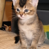 ハーフ仔猫　里親募集 サムネイル4