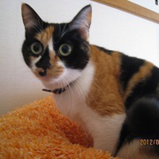 美人な三毛猫ちゃん飼い主さん募集中です