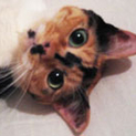 甘えんぼうな三毛猫さん飼い主さん募集中です