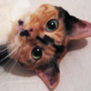 甘えんぼうな三毛猫さん飼い主さん募集中です