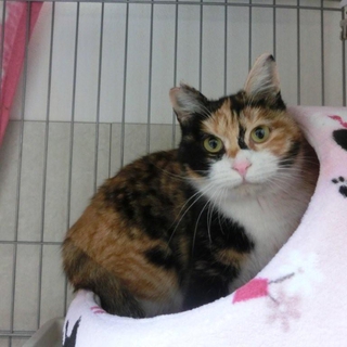 ☆かわいい三毛猫の里親様募集☆