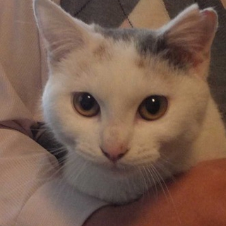 ＊甘えん坊の三毛猫女の子の里親様を募集します＊