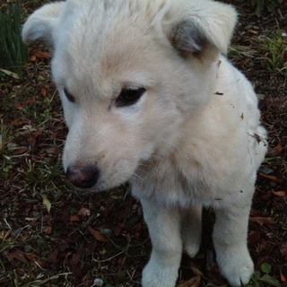 真っ白の子犬です♪