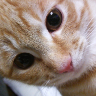 ありがとうございました！ ☆キャラメル色のオス猫☆