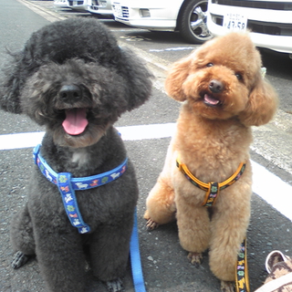 うちの愛犬をどうか可愛がってください！！