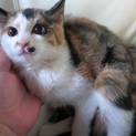 かわいい三毛のおひめさま