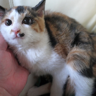 かわいい三毛のおひめさま