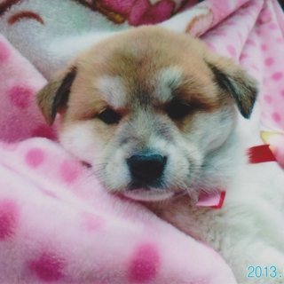 可愛い性格ワンコです