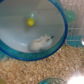 里親決まりました。ありがとうございました。