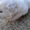 わんちゃん貰ってください サムネイル2
