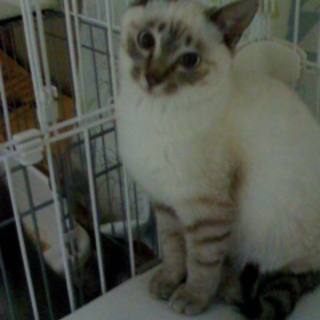 シャムＭＩＸの可愛い子猫ちゃん