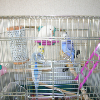 あたたかな里親様に迎えていただきました。