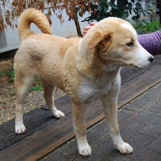 優しい里親様に巡り合えました