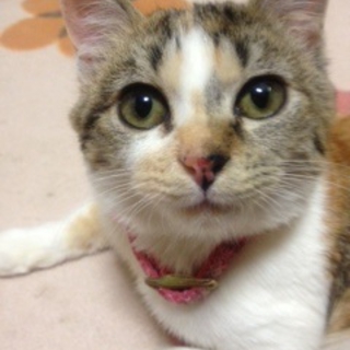 人が好き！犬とも仲良し！５ヶ月の三毛。