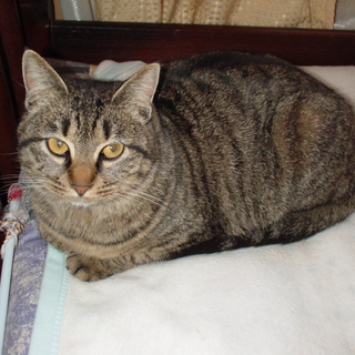 成猫ですが新しい家族にして下さい。