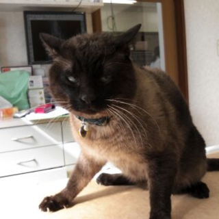 里親さん募集してます!!